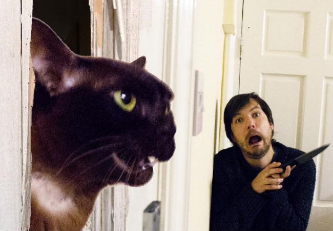The Shining (image (c) Dave and Sarah, Movie Cats, Instagram)